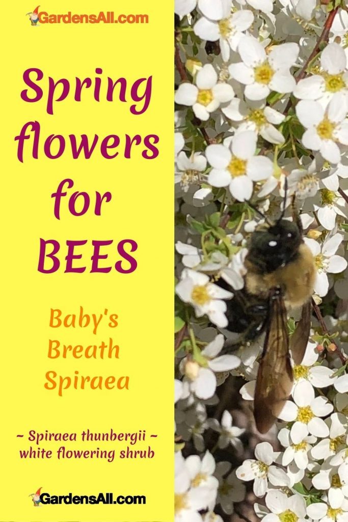 SPRING FLOWERS FOR BEES - Babys breath spiraea-thunbergii-a lovely perennial flowering shrub for attracting butterflies and other pollinators. GardensAll.com #SpiraeaThunbergii #BabysBreathSpiraea #Spirea #GardensAll #OrnamentalShrubs #PerennialFloweringShrub