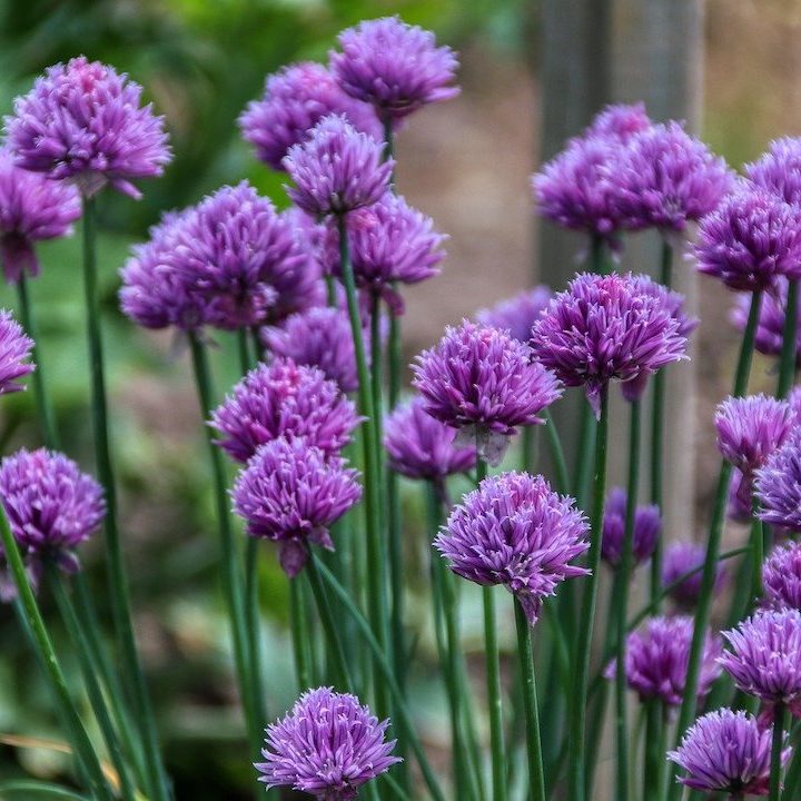 Growing Chives Herbs with purple flowers.