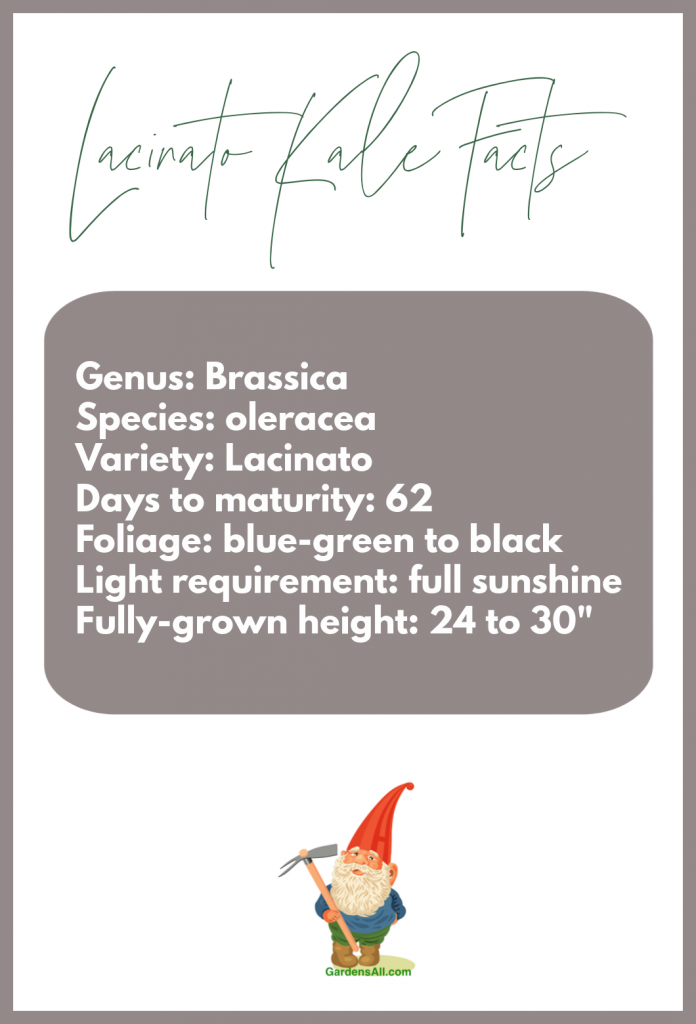 lacinato kale