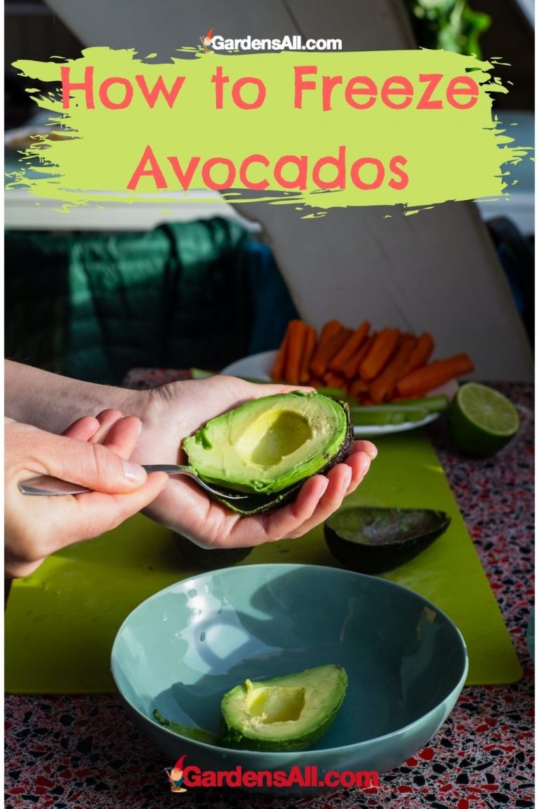 Can You Freeze Avocados and Still Have Them Taste Good? GardensAll