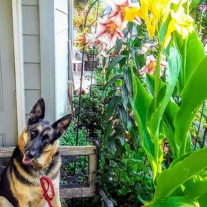 Jet and Lesley Cole garden balcony GardensAll.com