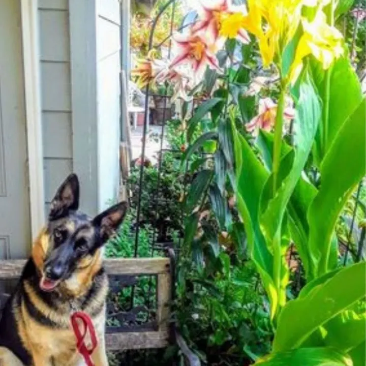 Jet and Lesley Cole garden balcony GardensAll.com