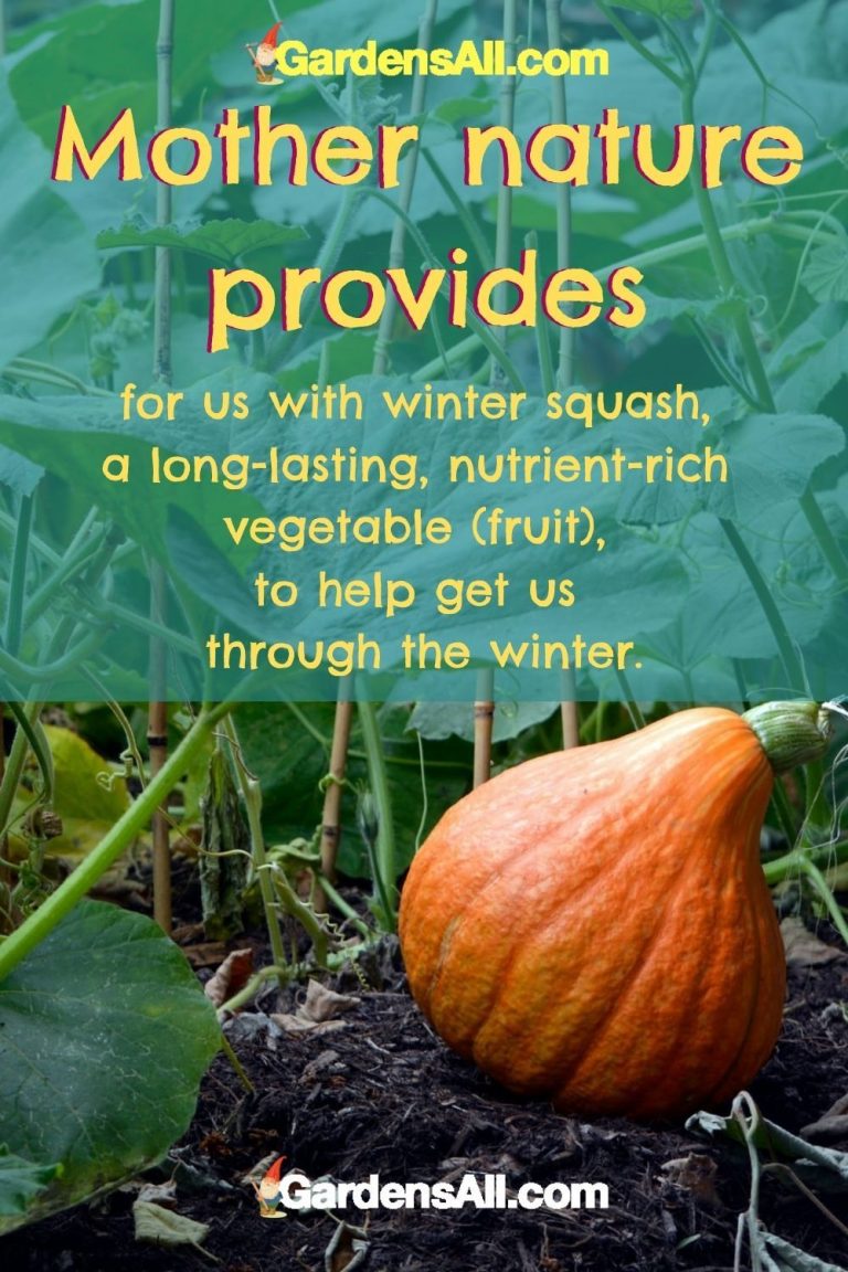 When to Plant Winter Squash Planning and Planting GardensAll