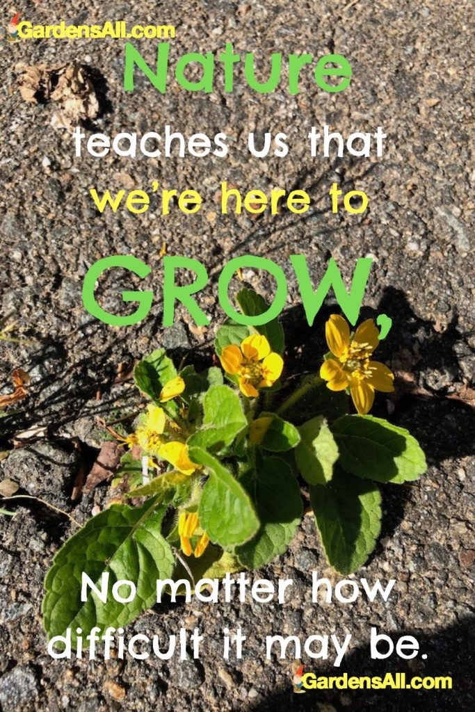 NATURE NURTURES and TEACHES. We are here to GROW! GardensAll.com