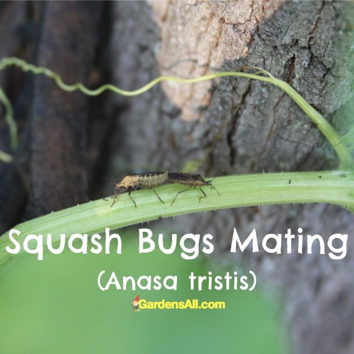 How to Prevent Squash Bugs in the Garden Naturally
