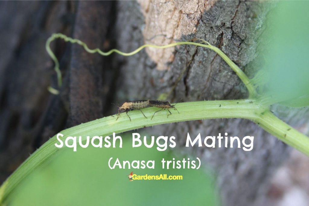 How to Get Rid of Squash Bugs Naturally GardensAll