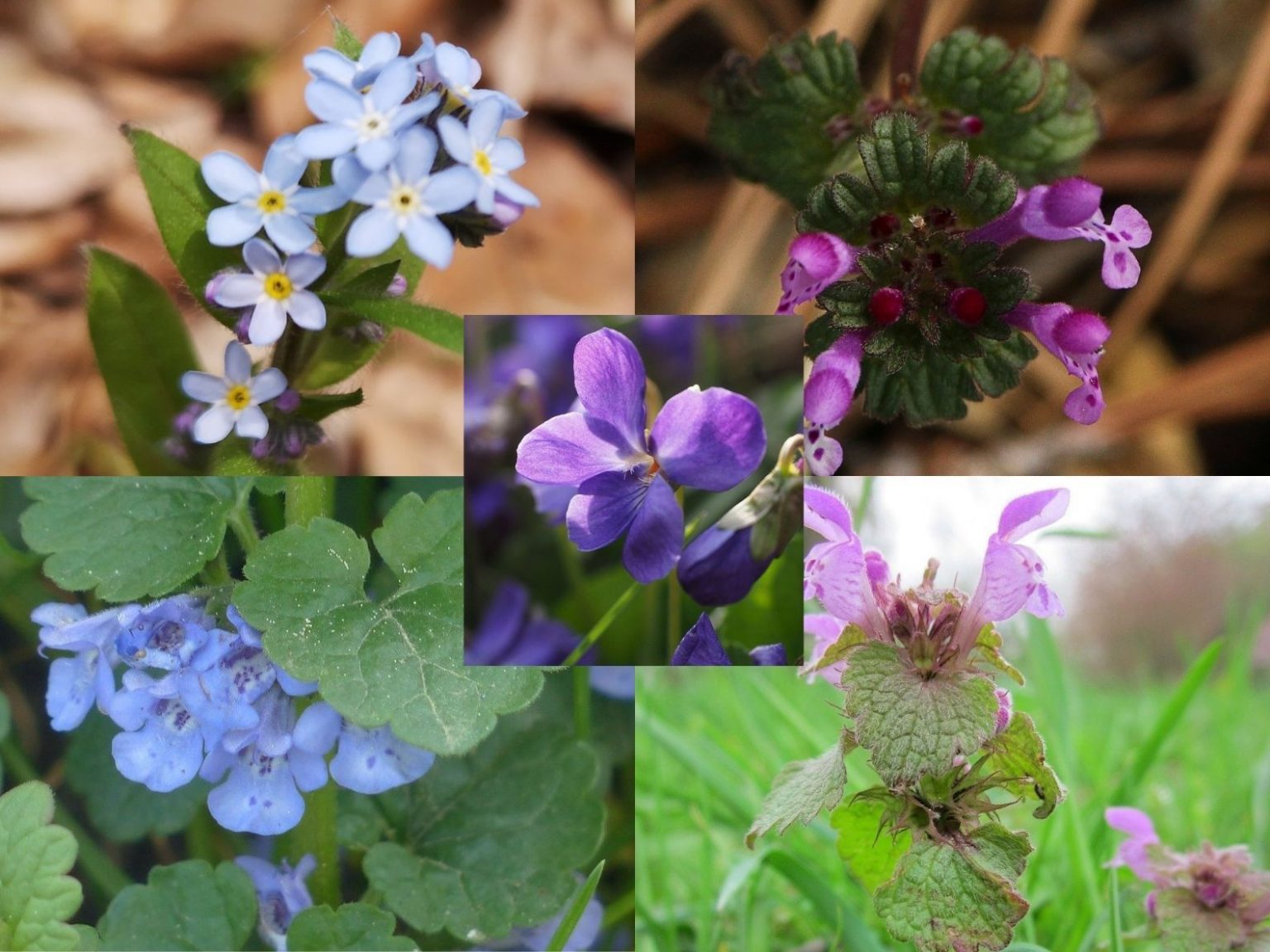 Wildflowers and Weeds With Purple Flowers to Get to Know GardensAll