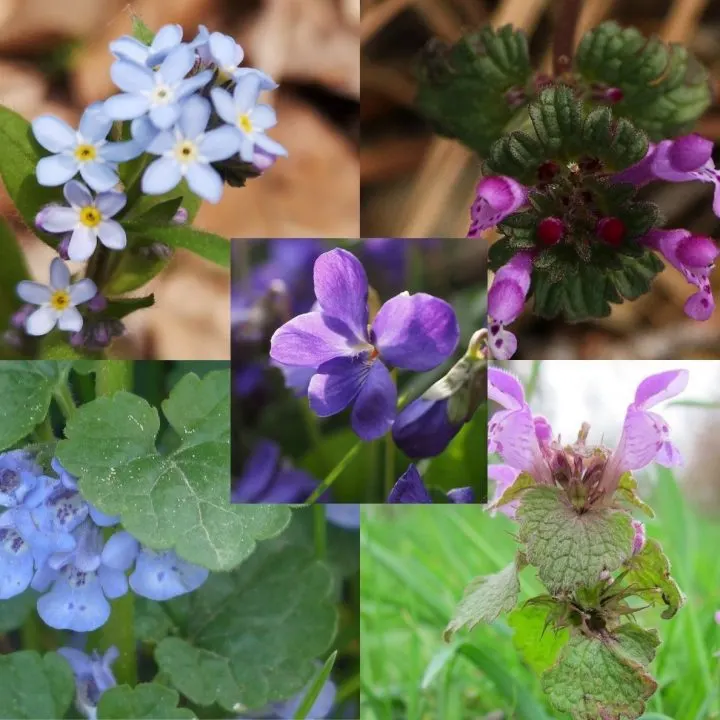 Weeds With Purple Flowers-GardensAll.com
