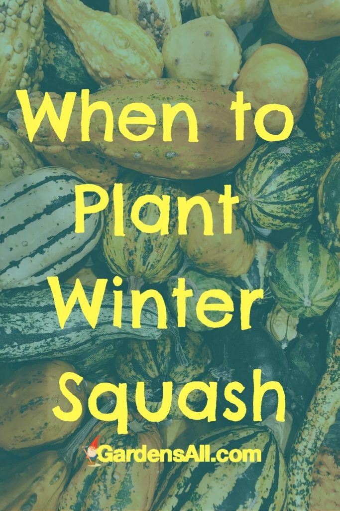 Is it time to plant winter squash? The large leafed, large bearing fruits need a lot of growing time to get big but they're oh so worth it!
GardensAll.com