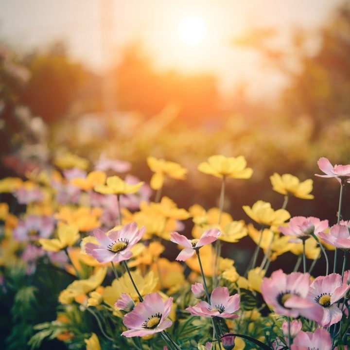 Nature Nurtures the Nature in Us