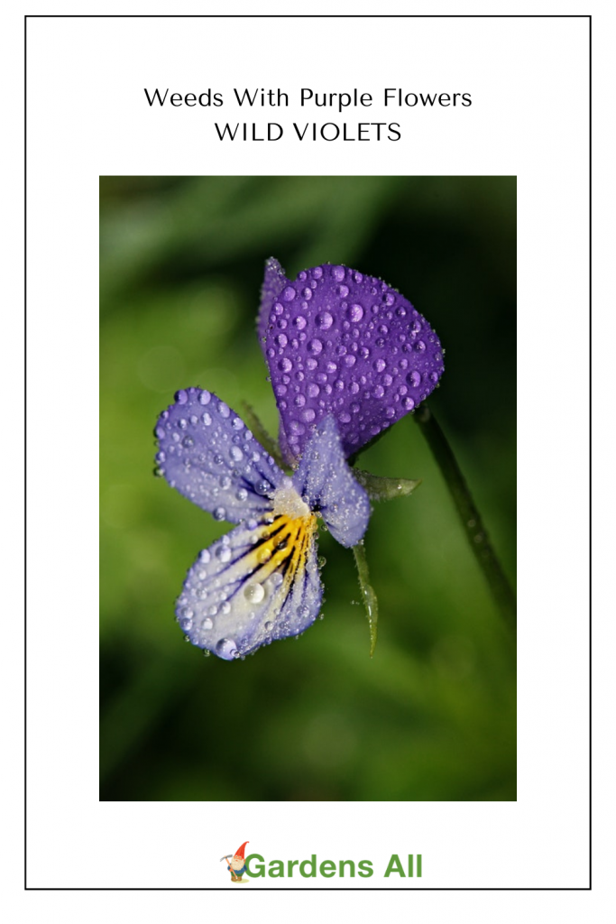 Weeds With Purple Flowers GardensAll.com #WeedsWithPurpleFlowers #PurpleWildflowers #BeneficialWeeds #WildViolets #GardensAll