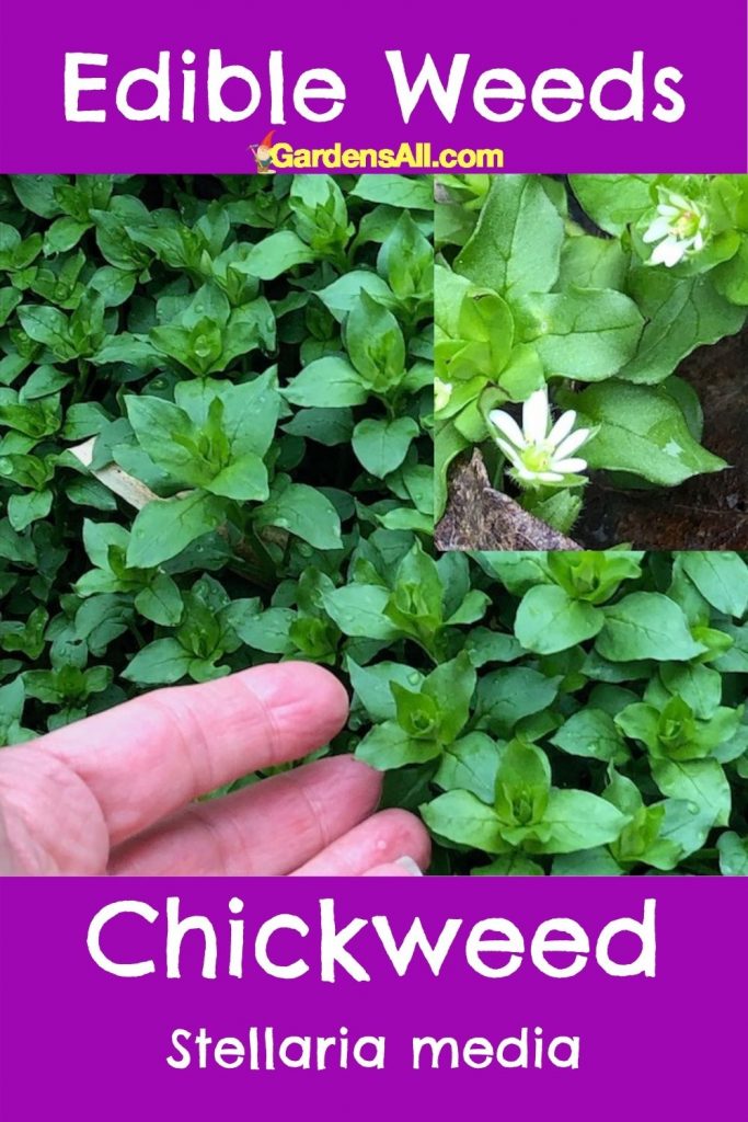 Chickweed - edible weeds -GardensAll.com