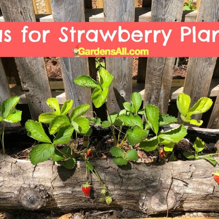 Ideas for Strawberry Planters DIY and to Buy GardensAll