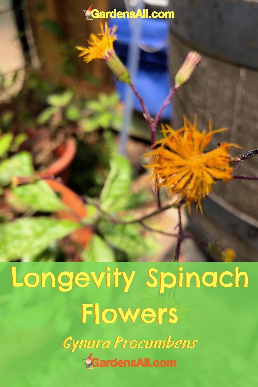 Growing Longevity Spinach (Gynura Procumbens) REMEDIES
