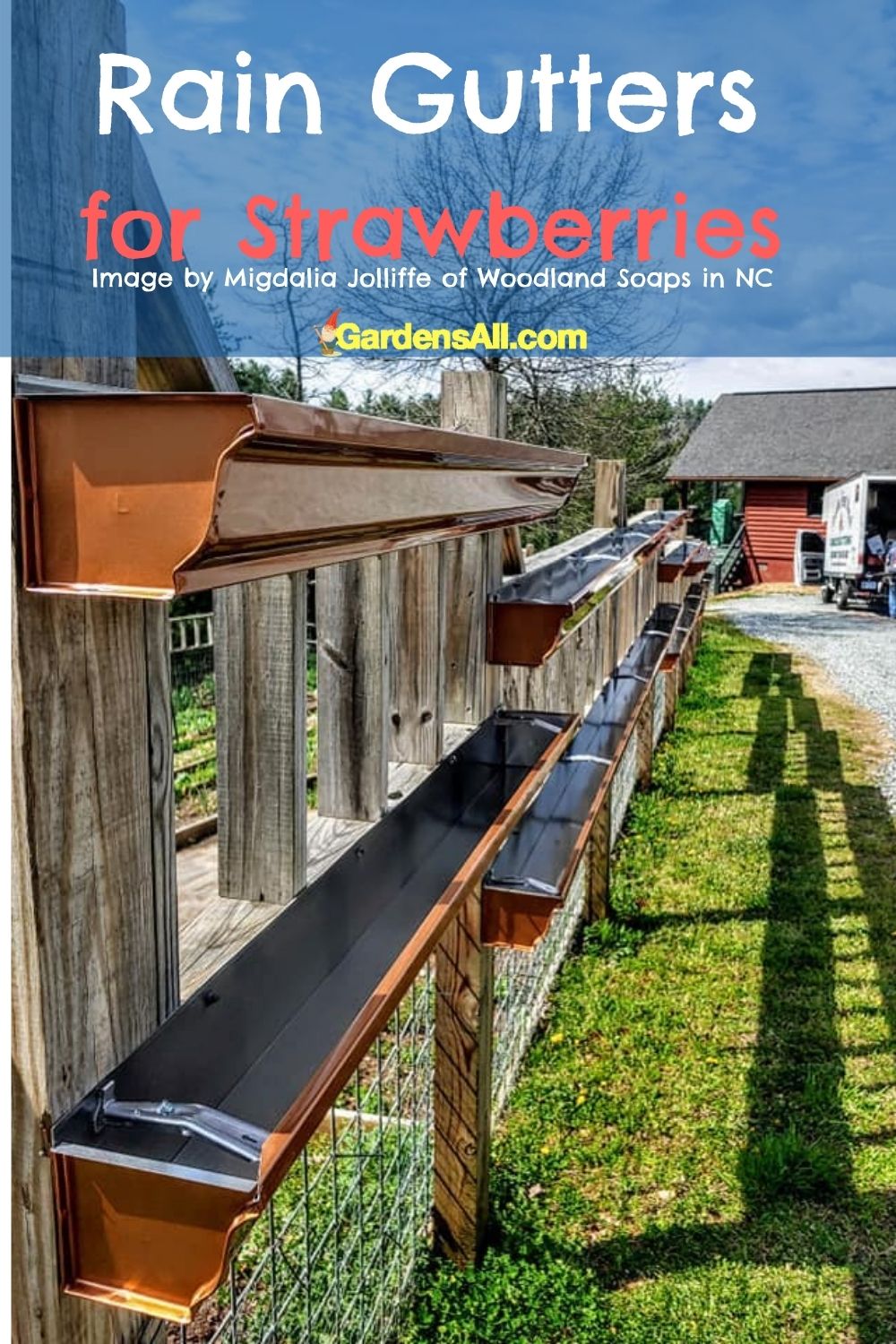 Rain gutters for strawberriesImage by Migdalia Jolliffe of Woodland