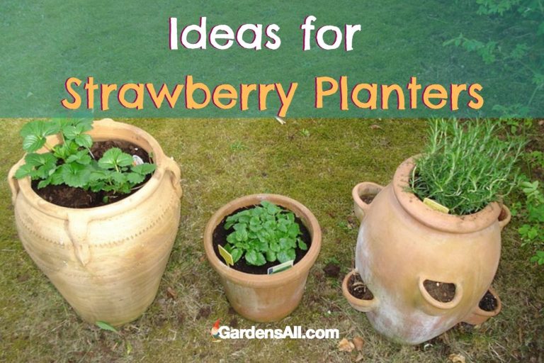Ideas For Strawberry Planters DIY And To Buy GardensAll ideas-for-strawberry-planters-diy-and-to-buy-gardensall