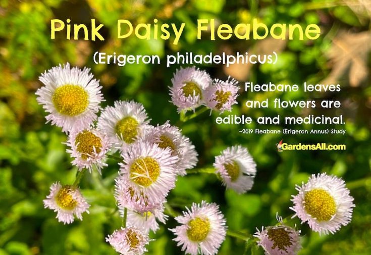 Daisy Fleabane Wildflower is an Edible & Beneficial Plant to Know GardensAll