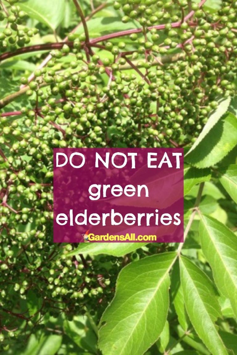 Edible Elderberries Which is Safe... GardensAll