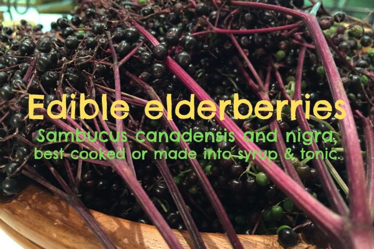 Edible Elderberries Which is Safe... GardensAll