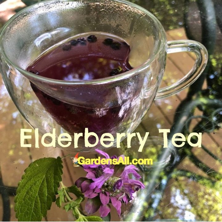 Elderberry Tea, GardensAll.com
