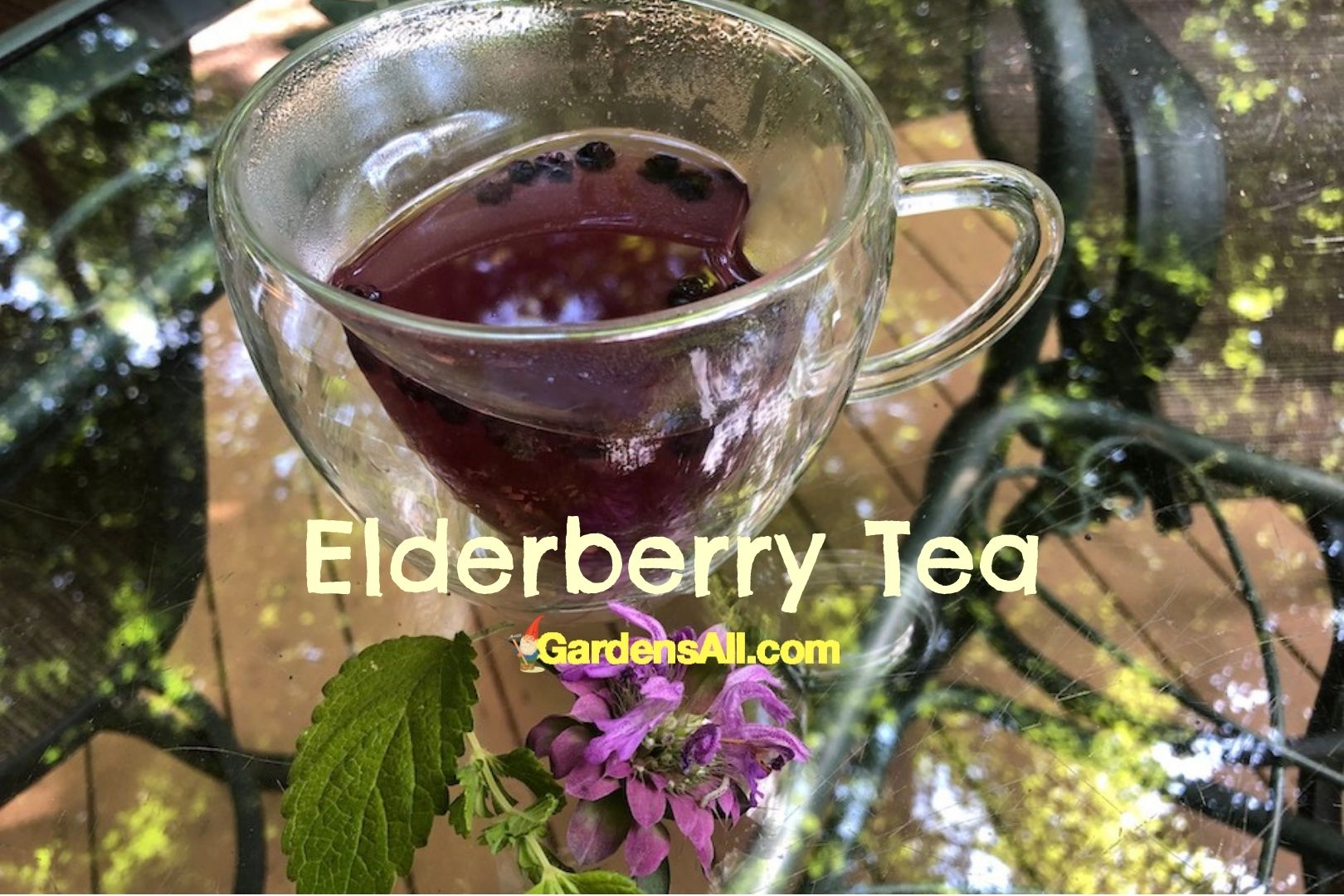 How to Make Elderberry Tea Using Elderberries and Elderflowers GardensAll