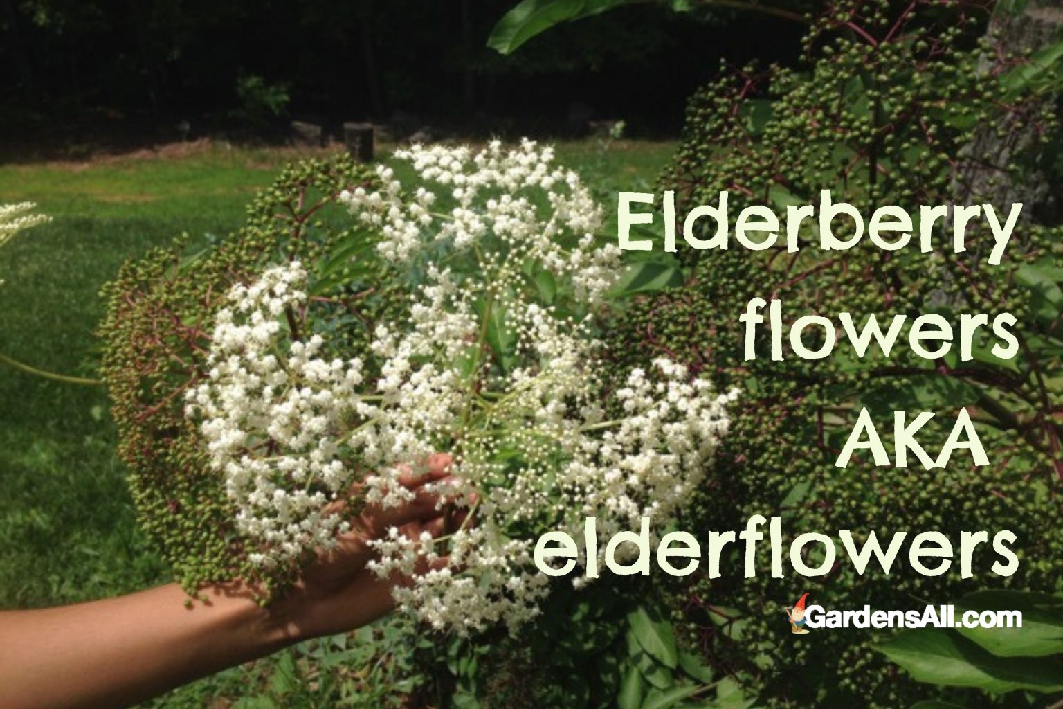 Edible Elderberries Which is Safe... GardensAll