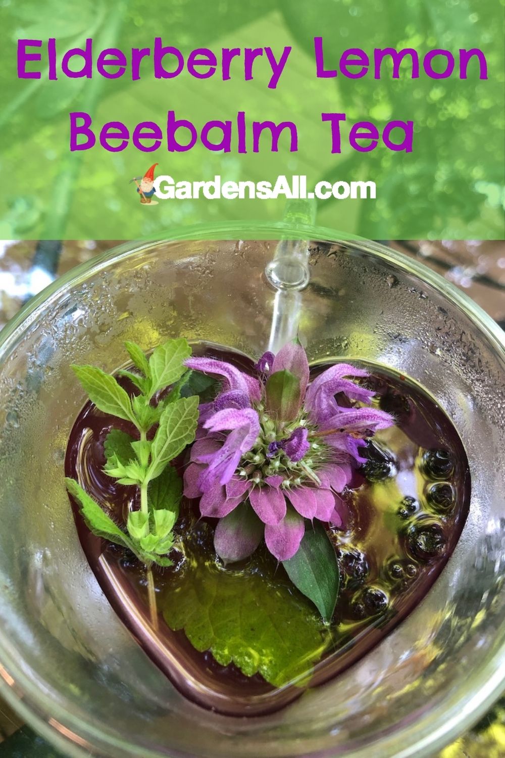 How to Make Elderberry Tea Using Elderberries and Elderflowers GardensAll