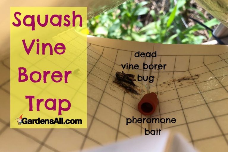 How to Prevent and Treat the Dreaded Squash Vine Borer, Melittia