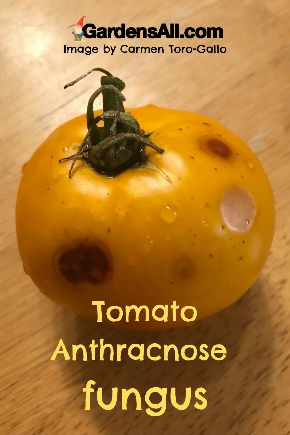 Tomato Plant Diseases and How to Avoid Them GardensAll