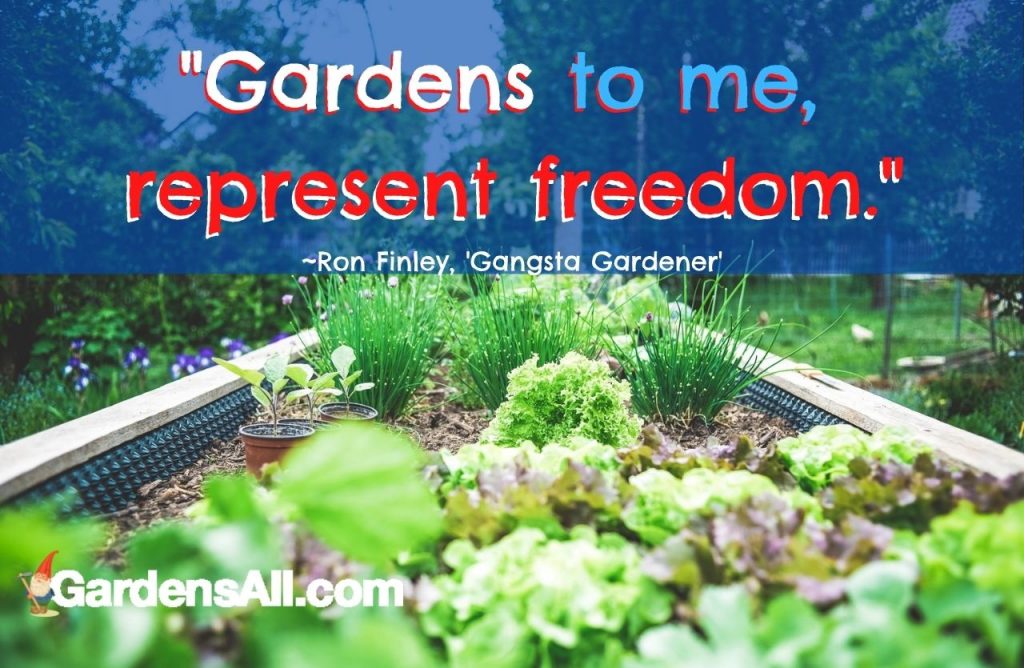 GARDEN QUOTE MEME:
"Gardens to me, represent freedom."
~Ron Finley, 'Gangsta Gardener' on GardensAll.com