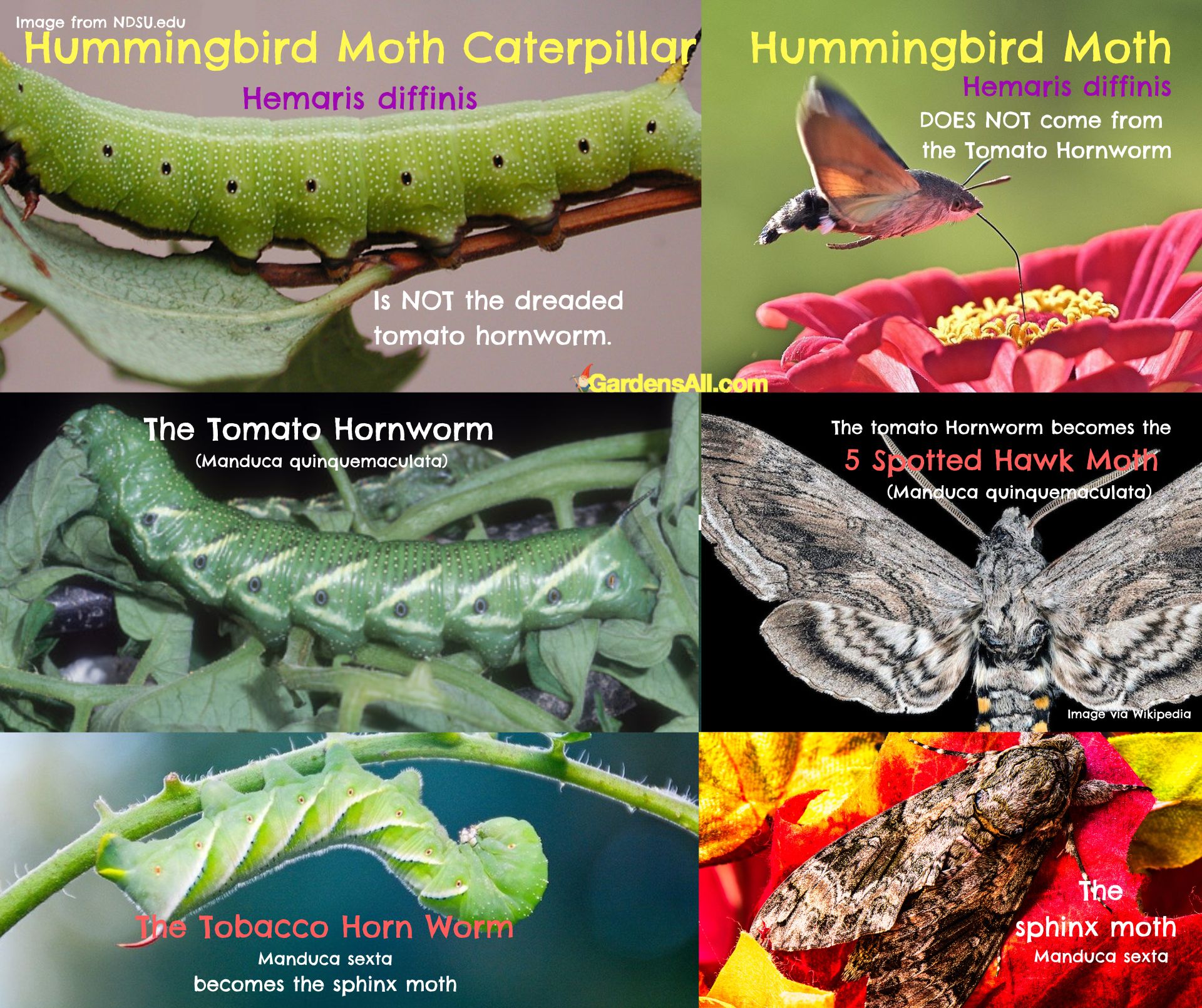 Hummingbird Moth Caterpillar Hemaris Diffinis Facts and Myths