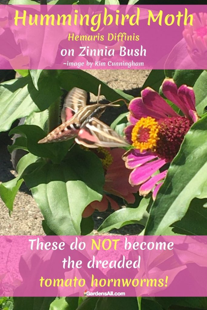 Hummingbird moth-Kim Cunningham GardensAll