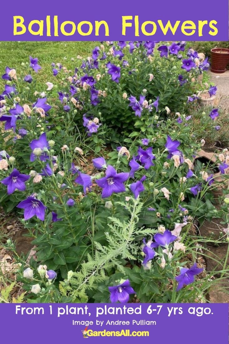 The Remarkable Balloon Flower Plants a Bell Flower Worth Growing