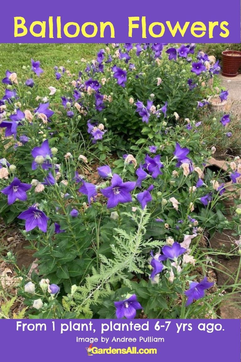 The Remarkable Balloon Flower Plants a Bell Flower Worth Growing