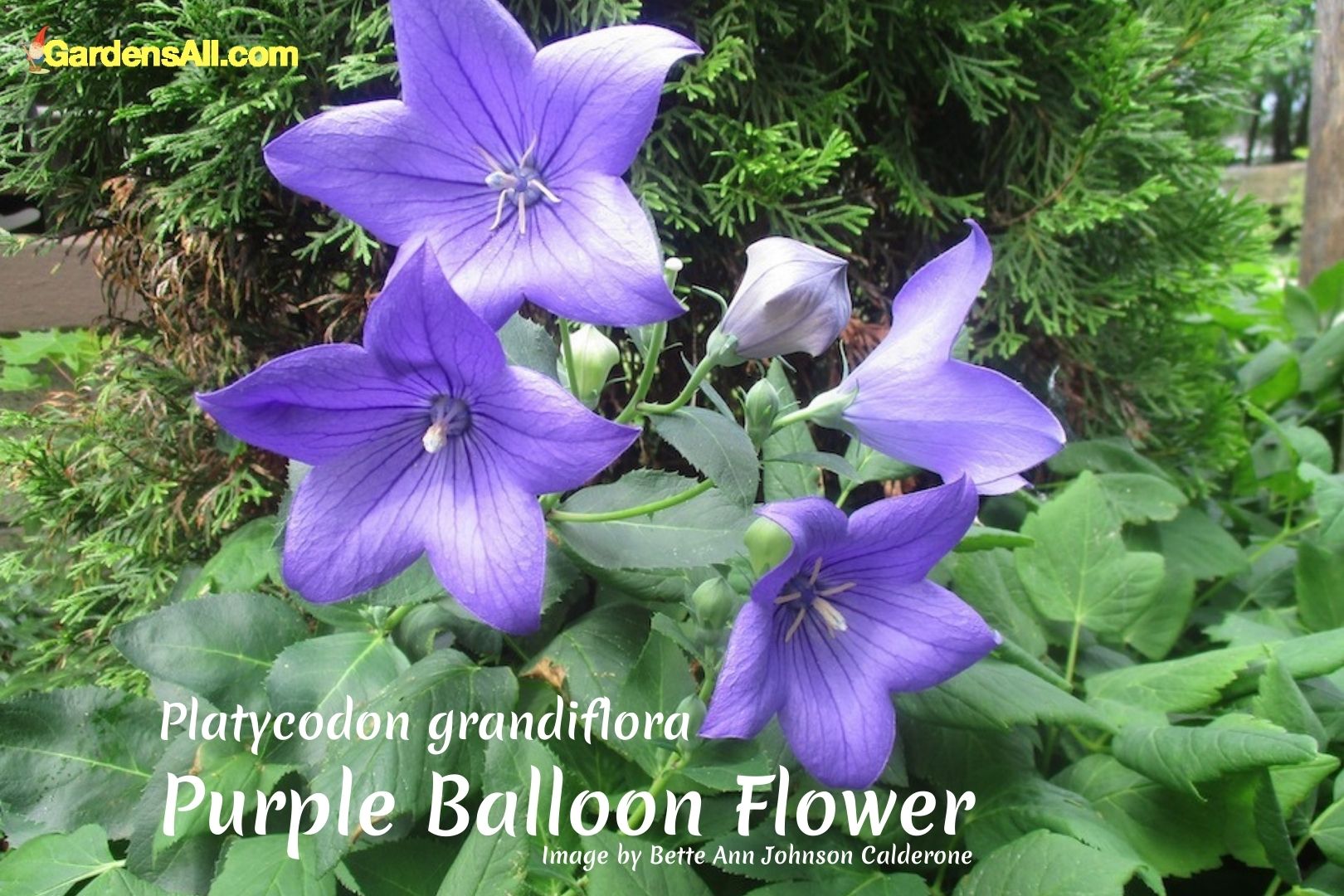 The Remarkable Balloon Flower Plants a Bell Flower Worth Growing
