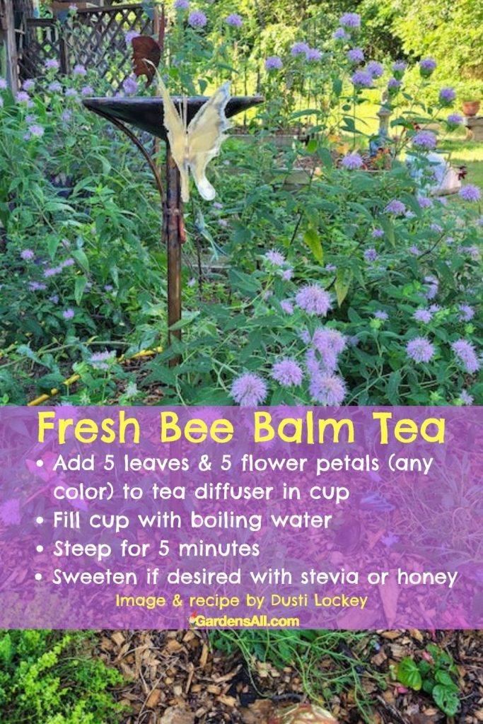 Bee Balm Uses and Benefits It's for More Than the Bees! GardensAll