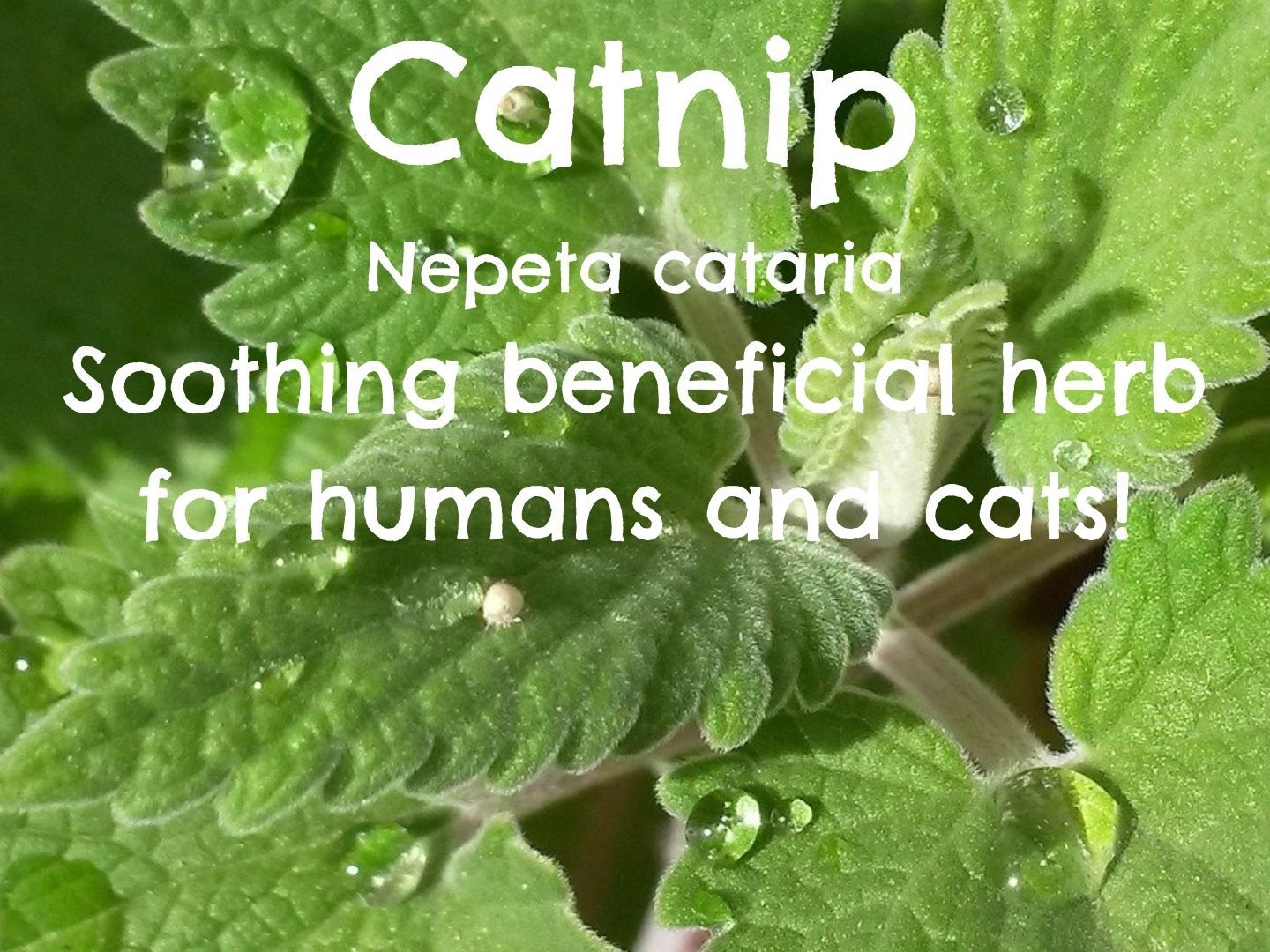 Best Herbs for Stress Reduction and Anxiety Relief GardensAll