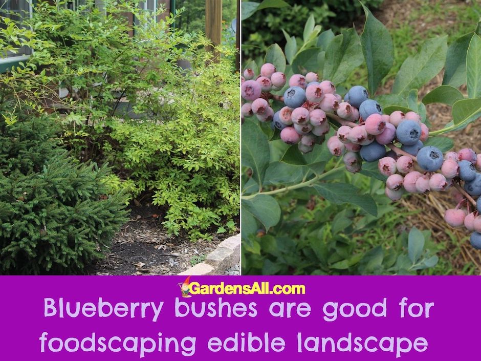 Side-by-side image of blueberry bush in landscape design and closeup of blueberries-pink and blue blueberries and leaves.