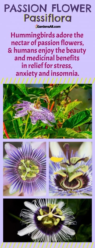 Passion flower-Passiflora edulis - image by GardensAll.com