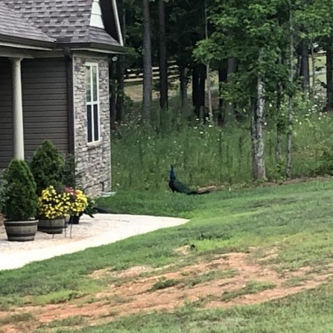The Neighborhood Peacock on the Road in NC