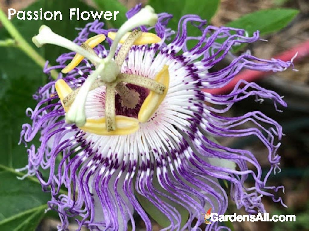 Purple passion flower - Passiflora edulis - image by GardensAll.com