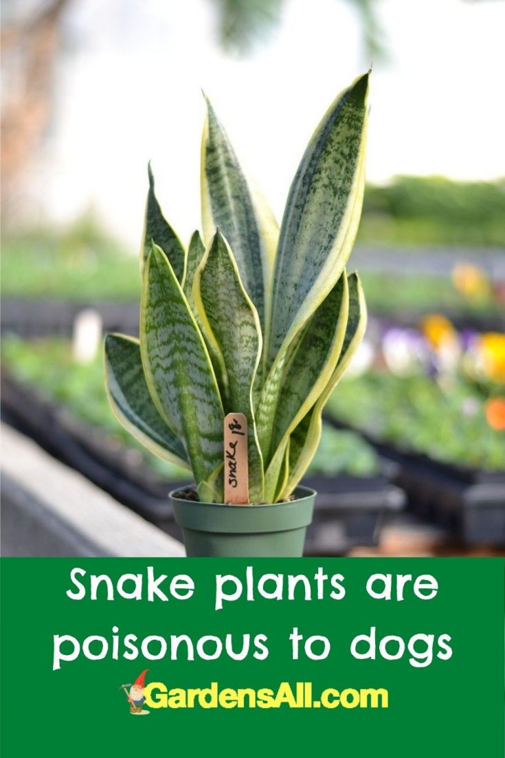 Plants Poisonous to Dogs What Dog Owners Need to Know GardensAll