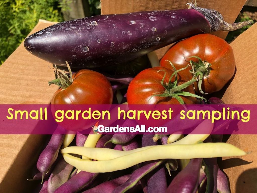 A small garden harvest in a box of eggplant, tomatoes and green beans.