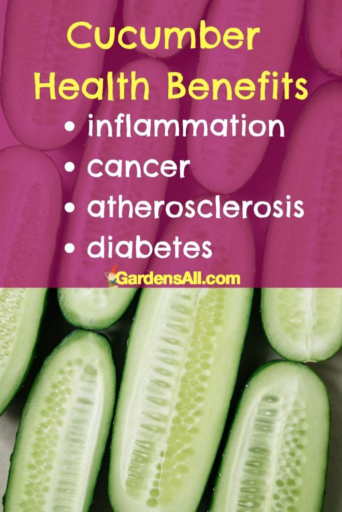 Cucumber health benefits-Cucumbers Are Beneficial for Health Issues Such as inflammation, cancer, atherosclerosis