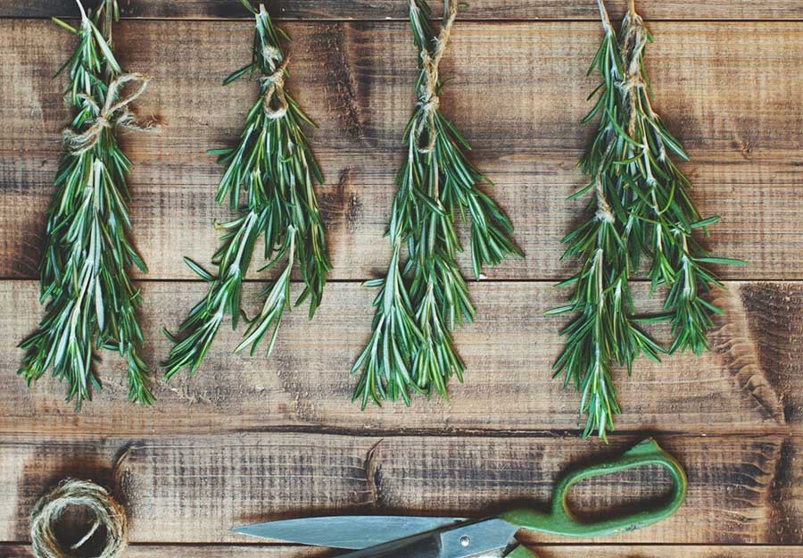 Drying Rosemary and Other Herbs Best Ways for Greatest Nutrient Retention