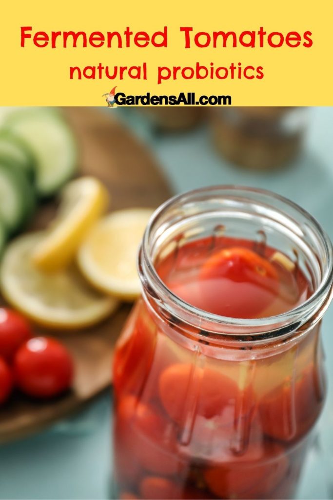 Fermented Tomatoes natural probiotics Fermented Tomatoes-are natural-probiotics-Nature's way- to help us stay healthy-GardensAll.com