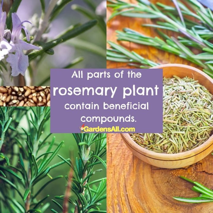 All parts-rosemary-plant-beneficial