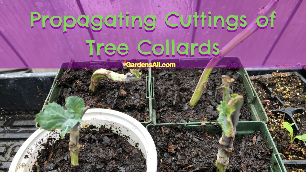 Propagating Tree Collard Cuttings-GardensAll.com