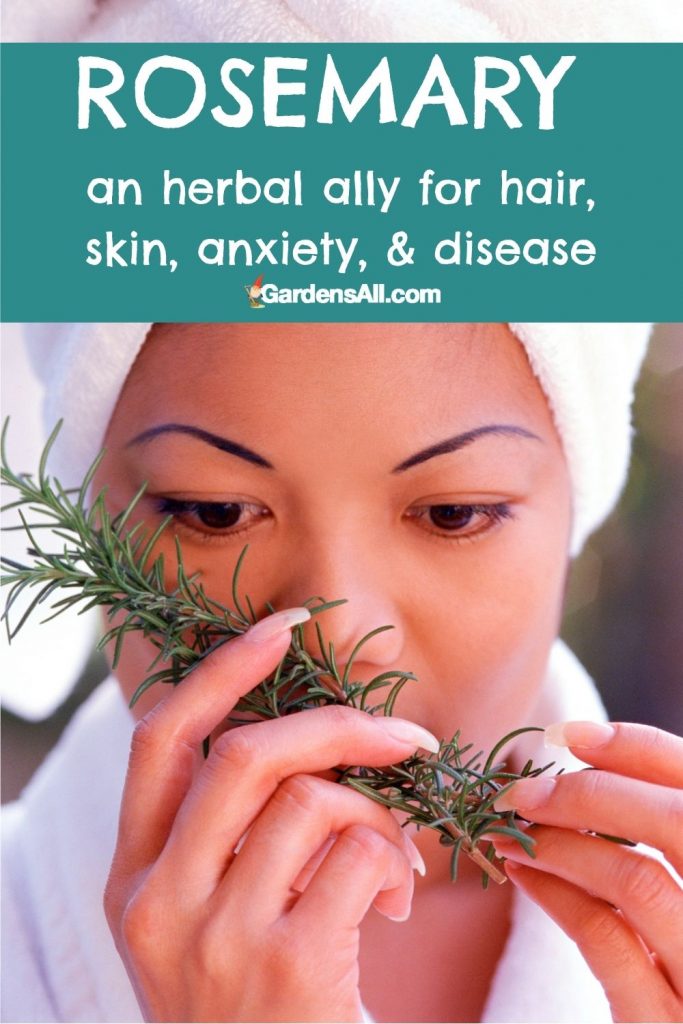 Rosemary is an herbal ally for hair, skin, anxiety, and numerous diseases.
