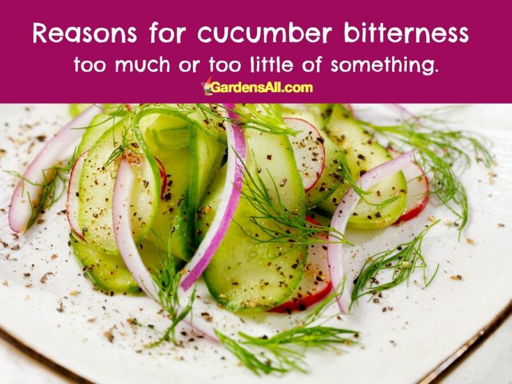 Why Are My Cucumbers Bitter? GardensAll